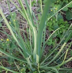 Tragopogon sp. at Griffith, ACT - 15 Nov 2020