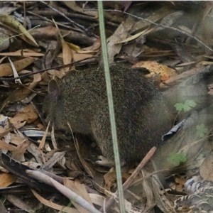 Isoodon obesulus obesulus at Paddys River, ACT - 15 Nov 2020