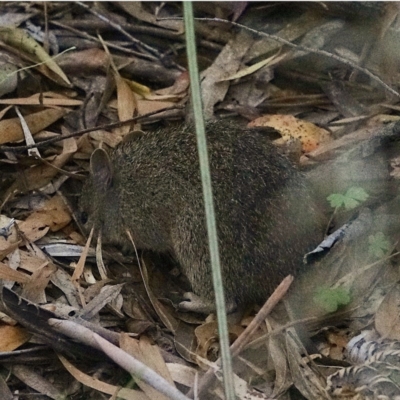 Isoodon obesulus obesulus (Southern Brown Bandicoot) at Paddys River, ACT - 14 Nov 2020 by Ct1000