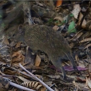 Isoodon obesulus obesulus at Paddys River, ACT - 15 Nov 2020