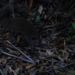 Isoodon obesulus obesulus at Paddys River, ACT - 15 Nov 2020