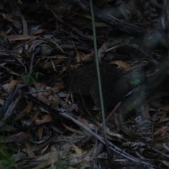 Isoodon obesulus obesulus at Paddys River, ACT - 15 Nov 2020