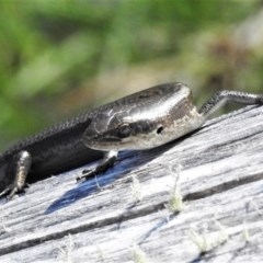 Pseudemoia entrecasteauxii (Woodland Tussock-skink) at Namadgi National Park - 15 Nov 2020 by JohnBundock