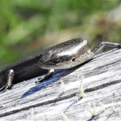 Pseudemoia entrecasteauxii (Woodland Tussock-skink) at Cotter River, ACT - 15 Nov 2020 by JohnBundock