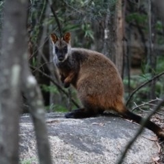 Petrogale penicillata (Brush-tailed Rock Wallaby) at Tidbinbilla Nature Reserve - 14 Nov 2020 by Ct1000