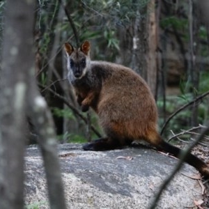 Petrogale penicillata at Paddys River, ACT - 15 Nov 2020