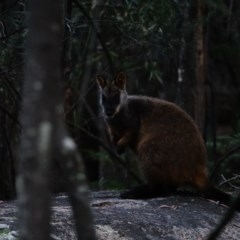 Petrogale penicillata at Paddys River, ACT - 15 Nov 2020