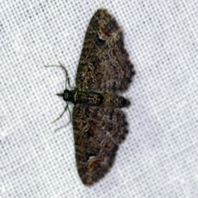 Chloroclystis filata (Filata Moth, Australian Pug Moth) at Goorooyarroo NR (ACT) - 6 Nov 2020 by ibaird