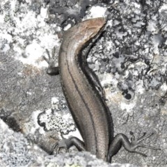 Pseudemoia entrecasteauxii (Woodland Tussock-skink) at Bimberi Nature Reserve - 15 Nov 2020 by JohnBundock