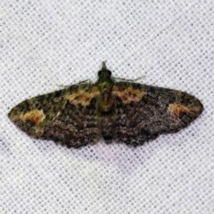 Chloroclystis pallidiplaga (White-shouldered Pug Moth) at Forde, ACT - 6 Nov 2020 by ibaird