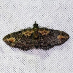 Chloroclystis filata (Filata Moth, Australian Pug Moth) at Goorooyarroo NR (ACT) - 6 Nov 2020 by ibaird