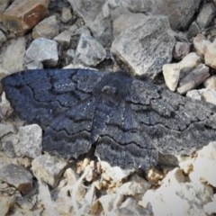 Melanodes anthracitaria (Black Geometrid) at Cotter River, ACT - 15 Nov 2020 by JohnBundock