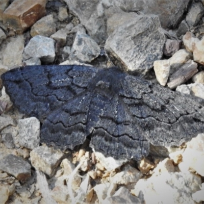 Melanodes anthracitaria (Black Geometrid) at Namadgi National Park - 15 Nov 2020 by JohnBundock