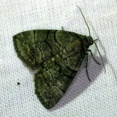 Dysbatus undescribed species (A Line-moth) at Forde, ACT - 6 Nov 2020 by ibaird