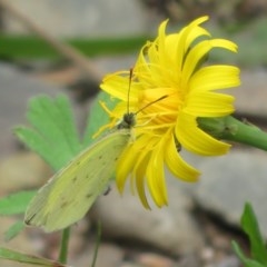 Eurema smilax at Cotter River, ACT - 15 Nov 2020