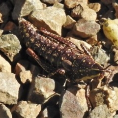 Monistria concinna (Southern Pyrgomorph) at Cotter River, ACT - 15 Nov 2020 by JohnBundock