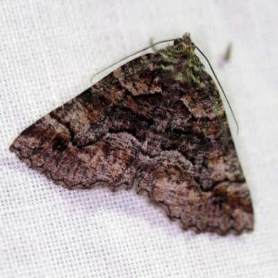 Gastrina cristaria (Wave-lined Geometrid) at Goorooyarroo NR (ACT) - 6 Nov 2020 by ibaird