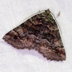 Gastrina cristaria (Wave-lined geometrid) at Forde, ACT - 6 Nov 2020 by ibaird