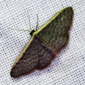 Idaea costaria at Forde, ACT - 6 Nov 2020 07:11 PM