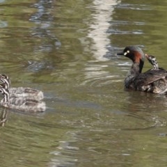 Tachybaptus novaehollandiae (Australasian Grebe) at Lyneham, ACT - 13 Nov 2020 by JackyF