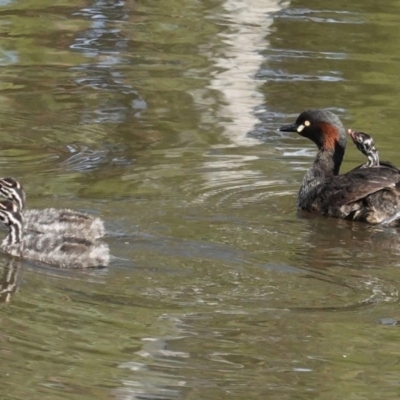 Tachybaptus novaehollandiae (Australasian Grebe) at Sullivans Creek, Lyneham South - 13 Nov 2020 by JackyF