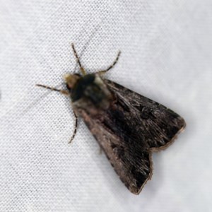 Agrotis munda at Forde, ACT - 6 Nov 2020