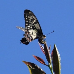 Papilio anactus at Hughes, ACT - 14 Nov 2020
