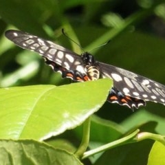 Papilio anactus at Hughes, ACT - 14 Nov 2020