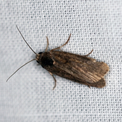 Athetis tenuis (Plain Tenuis Moth) at Forde, ACT - 6 Nov 2020 by ibaird