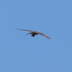 Accipiter fasciatus (Brown Goshawk) at Mongarlowe River - 15 Nov 2020 by LisaH