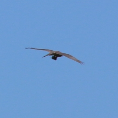 Tachyspiza fasciata (Brown Goshawk) at Budawang, NSW - 15 Nov 2020 by LisaH