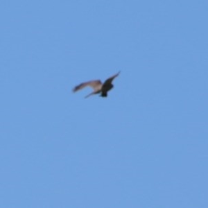 Accipiter fasciatus at Budawang, NSW - 15 Nov 2020