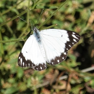 Belenois java (Caper White) at Red Hill Nature Reserve - 14 Nov 2020 by JackyF