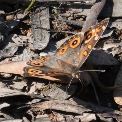 Junonia villida (Meadow Argus) at Red Hill to Yarralumla Creek - 14 Nov 2020 by JackyF