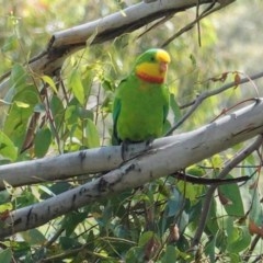 Polytelis swainsonii (Superb Parrot) at Red Hill to Yarralumla Creek - 14 Nov 2020 by JackyF