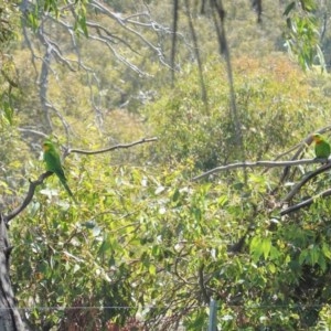 Polytelis swainsonii at Hughes, ACT - suppressed