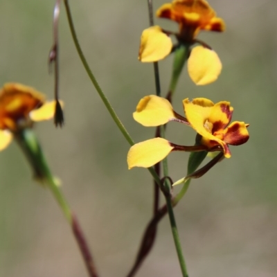 Diuris semilunulata (Late Leopard Orchid) at Budawang, NSW - 15 Nov 2020 by LisaH