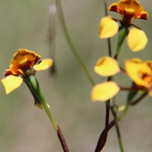 Diuris semilunulata at Budawang, NSW - suppressed