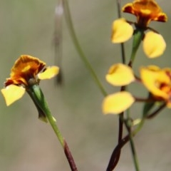 Diuris semilunulata at Budawang, NSW - 15 Nov 2020