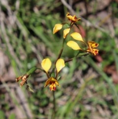 Diuris semilunulata at Budawang, NSW - suppressed