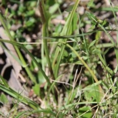 Diuris semilunulata at Budawang, NSW - suppressed