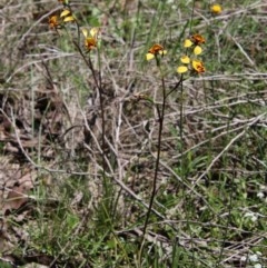 Diuris semilunulata at Budawang, NSW - suppressed