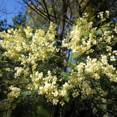 Acacia mearnsii (Black Wattle) at Hughes, ACT - 14 Nov 2020 by JackyF