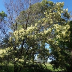 Acacia mearnsii at Hughes, ACT - 14 Nov 2020