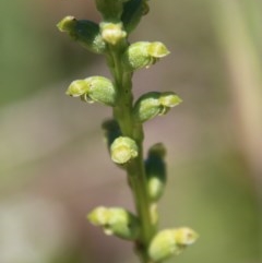 Microtis sp. (Onion Orchid) at Mongarlowe River - 15 Nov 2020 by LisaH