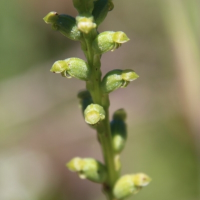 Microtis sp. (Onion Orchid) at Mongarlowe River - 15 Nov 2020 by LisaH