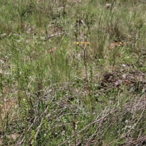 Microtis sp. at Budawang, NSW - 15 Nov 2020