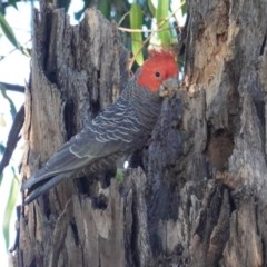 Callocephalon fimbriatum (Gang-gang Cockatoo) at Red Hill to Yarralumla Creek - 14 Nov 2020 by JackyF