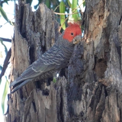 Callocephalon fimbriatum (Gang-gang Cockatoo) at Hughes, ACT - 14 Nov 2020 by JackyF