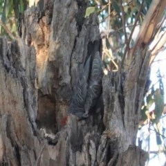 Callocephalon fimbriatum at Hughes, ACT - 14 Nov 2020